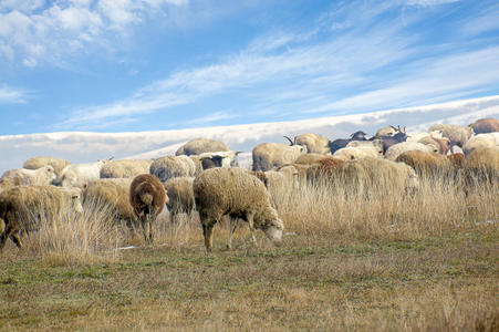 冬季牧场上的羊群