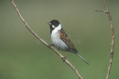 reed bunting，emberiza schoeniclus公司