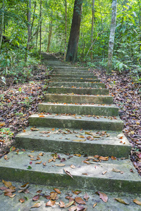 危险 植物 追踪 美丽的 公园 楼梯 丛林 步行 通路 森林