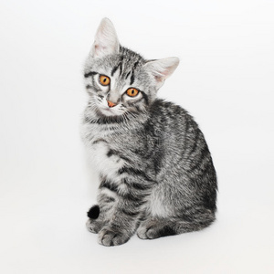 英国灰猫黑灰斑猫灰猫灰色毛茸茸的小猫漂亮的灰色英国短毛猫躺在地上