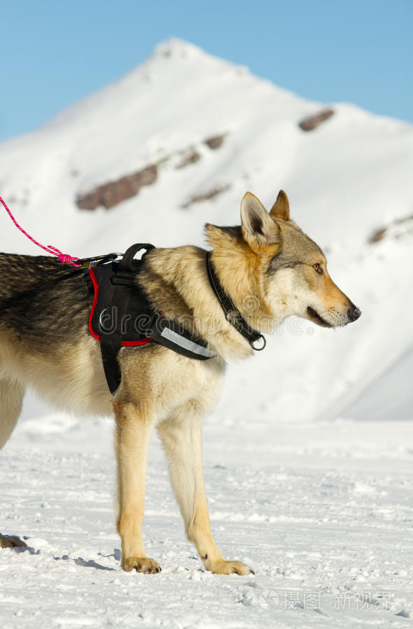 雪地救援犬