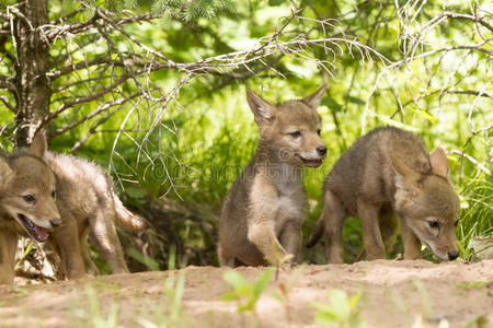 郊狼郊狼幼崽照片