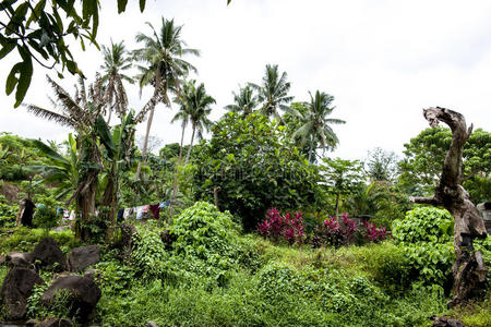 库克群岛雨林中的花园