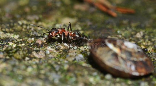 蚂蚁和蜗牛