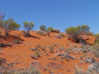 澳大利亚红沙滩上的灌木