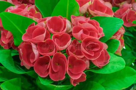 荆棘冠.大戟照片