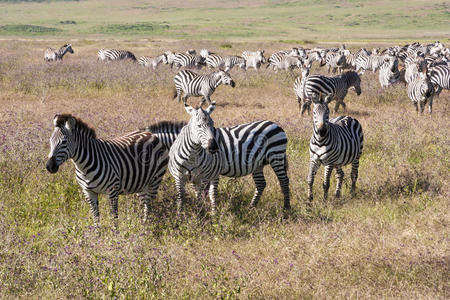 坦桑尼亚放牧斑马