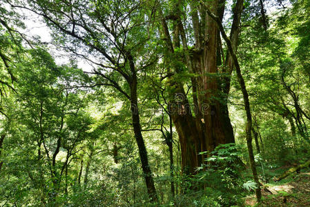 植物神经肽台湾红柏照片