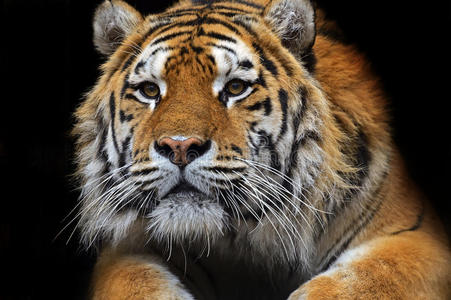 东北虎妞图图片