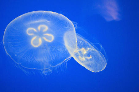 透明的 动物 生物 暗礁 美丽的 海的 生活 潜水