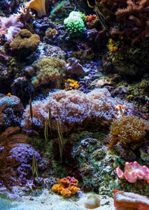 美丽的盐水水族馆图片