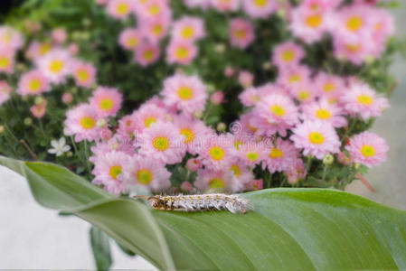 毛毛虫特写镜头