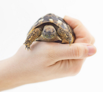 小乌龟龟在手