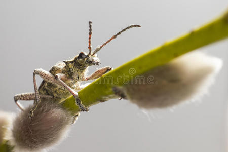 黑斑钳支撑甲虫rhagium mordax