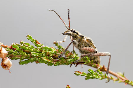 黑斑钳支撑甲虫rhagium mordax