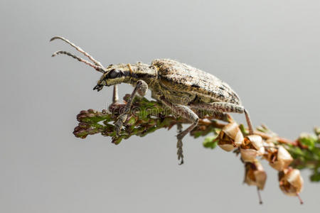 黑斑钳支撑甲虫rhagium mordax