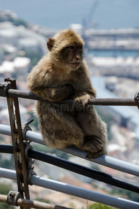 直布罗陀猿猴图片