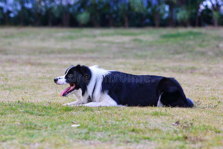 边境牧羊犬在草地上的小树林图片