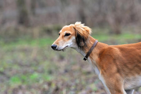 俄罗斯猎狼犬