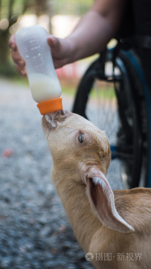 小羊在吃奶瓶里的牛奶
