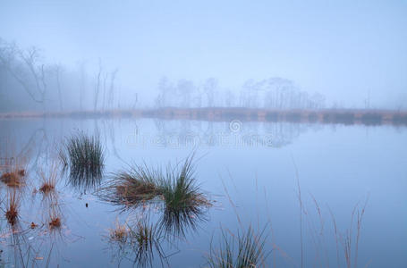 浓雾笼罩的森林中的湖