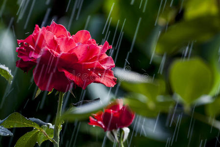 雨中玫瑰图片
