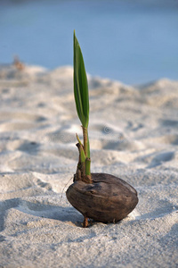 沙芽椰子