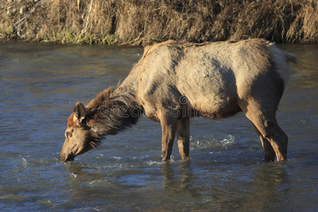 河里饮水的麋鹿