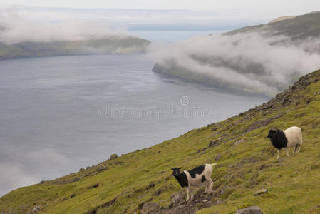 远费尔岛景观中的绵羊图片