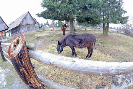 普里比利纳斯洛伐克利普托夫地区露天博物馆