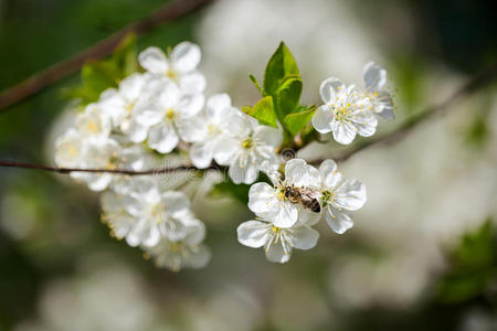春暖花开的梅花图片