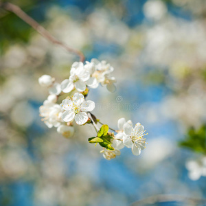 春暖花开的梅花