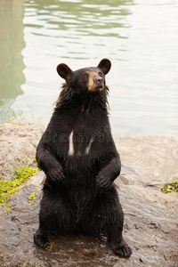 黑熊坐起来图片