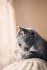躺在窗户里的英国灰猫