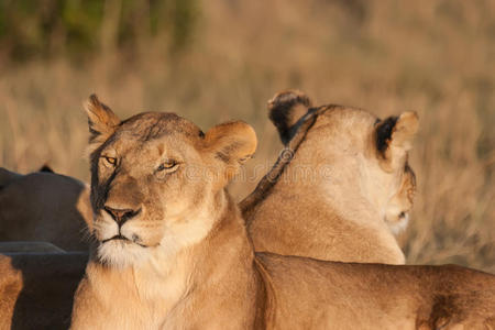 两只母狮在日落时休息
