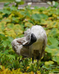 绿色植物间的澳洲白朱鹭图片