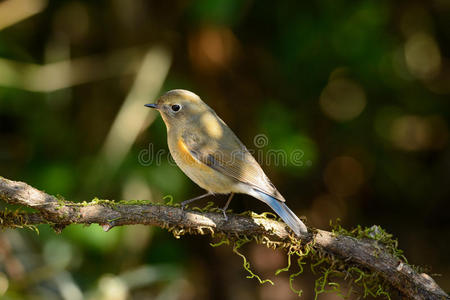 雌性喜马拉雅蓝尾猴tarsiger rufilatus