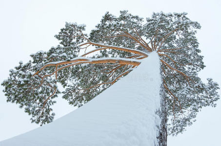 雪地里的树