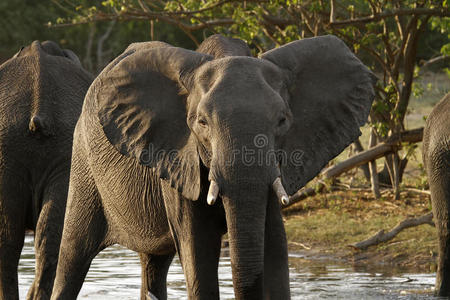 亚成年非洲象