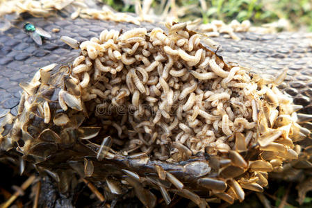 蛆向一白色的b一ckground吃猪排的蛆蛆虫四蠕虫苹果蛆幼虫吃苹果在