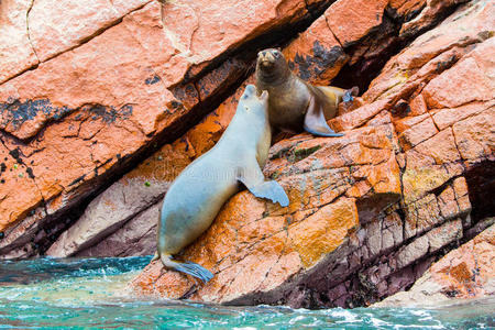 秘鲁帕拉卡斯国家公园，南美洲海狮在巴列斯塔斯群岛的岩石上放松。