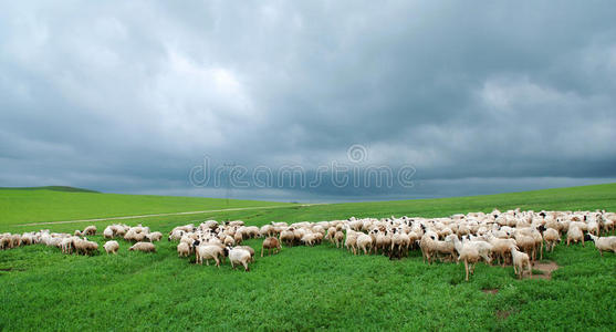乌云下的羊群