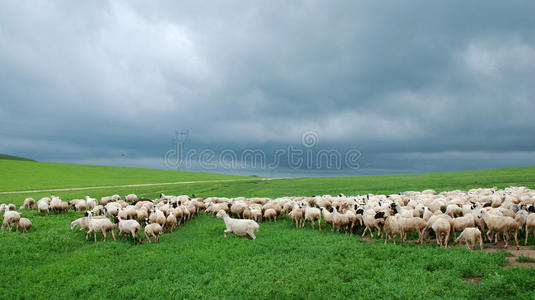 乌云下的羊群