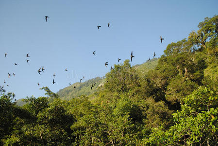 森林中的鸟群照片