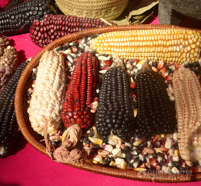 墨西哥玉米品种白玉米黑玉米蓝玉米红玉米野生玉米和黄玉米
