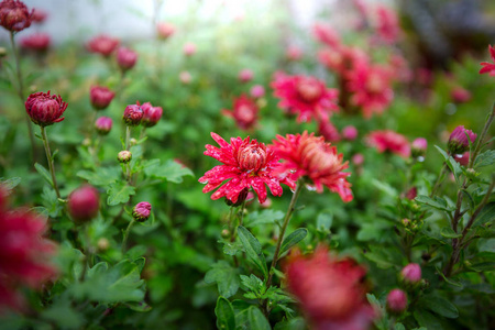 美丽的花朵的特写镜头