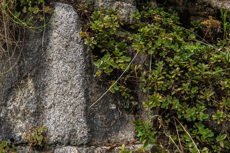 岩石墙与野生植物在它