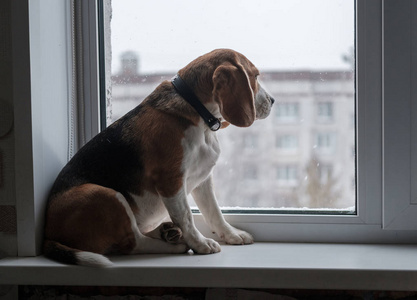 小猎犬看窗外的雪照片