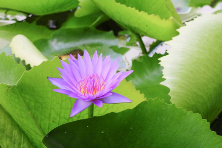 莲花百合紫色在水上美丽