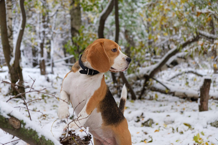 小猎犬在秋天的雪森林